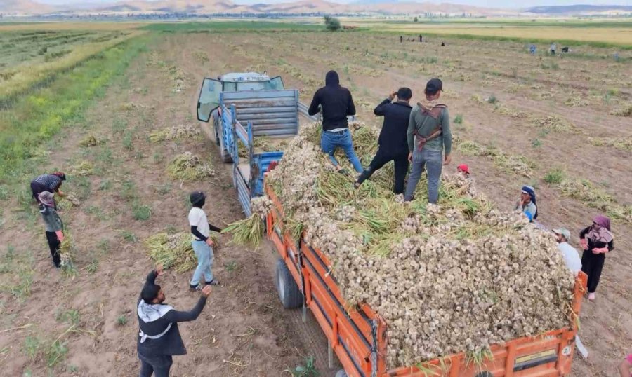 Aksaray’ın Ata Tohumundan Yetiştirilen Organik Sarımsakların Hasadı Başladı