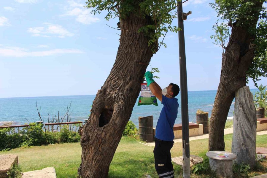 Antalya’da Vektörle Mücadele 19 İlçede Sürdürülüyor