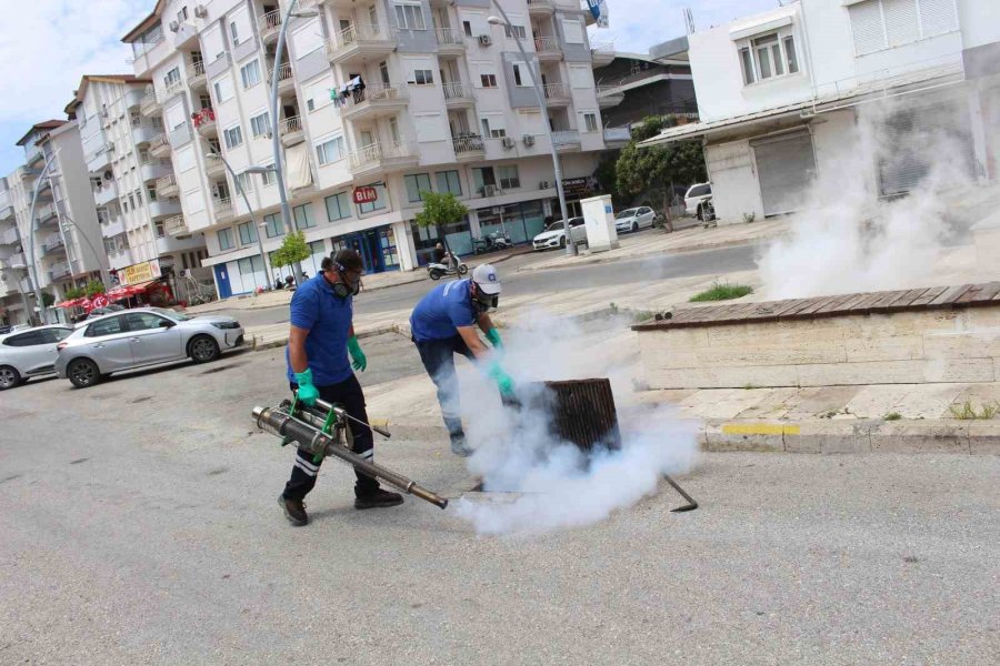 Antalya’da Vektörle Mücadele 19 İlçede Sürdürülüyor