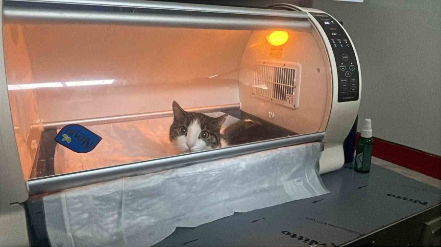 Kedinin Karnından 400 Gramlık Kist Çıktı, Tedavisi Yapılan Kedi Sahibine Teslim Edildi
