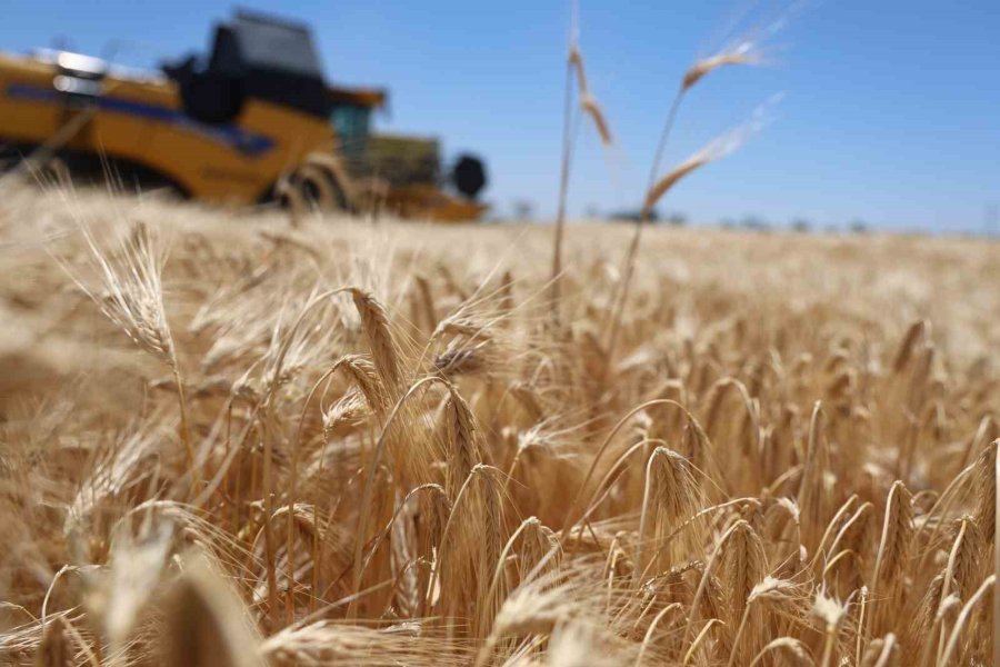 Konya Ovası’nda Rekor Beklenen Hasat Sezonu Başladı