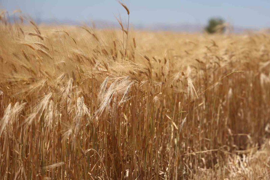 Konya Ovası’nda Rekor Beklenen Hasat Sezonu Başladı