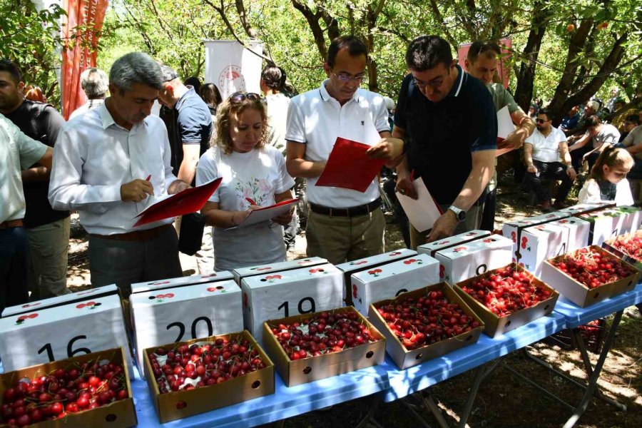 Akşehir’de "kiraz Hasat Şenliği" Coşkusu