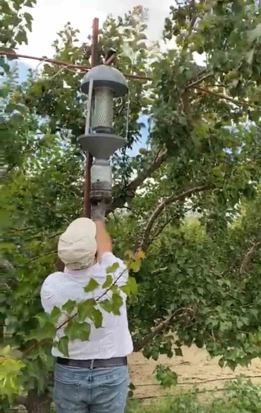Domates Güvesi, Mantar Sineği Ve Elma İç Kurduna Işık Tuzağı