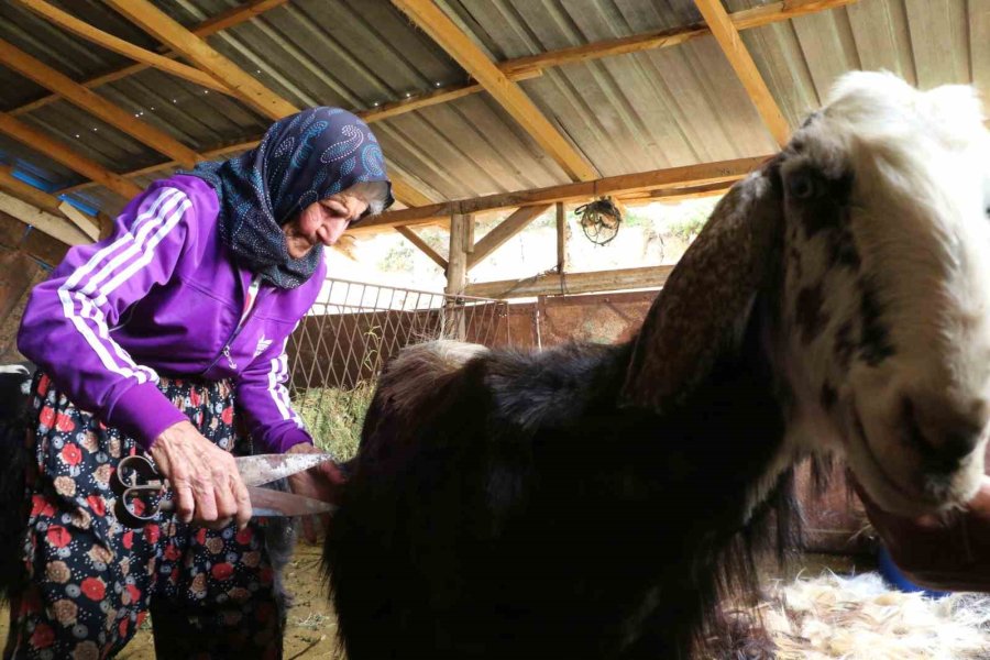 Antalya’nın Süper Çobanı Emine Nine: 94 Yaşında, 90 Yıldır Keçileriyle Dağlarda