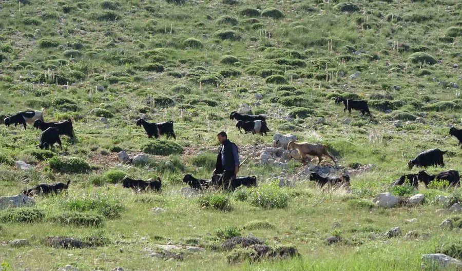 Türkiye’nin Keçi Yetiştirme Merkezi Mersin: Toroslar Yeşerdi, Yörüklerin Zorlu Mesaisi Başladı