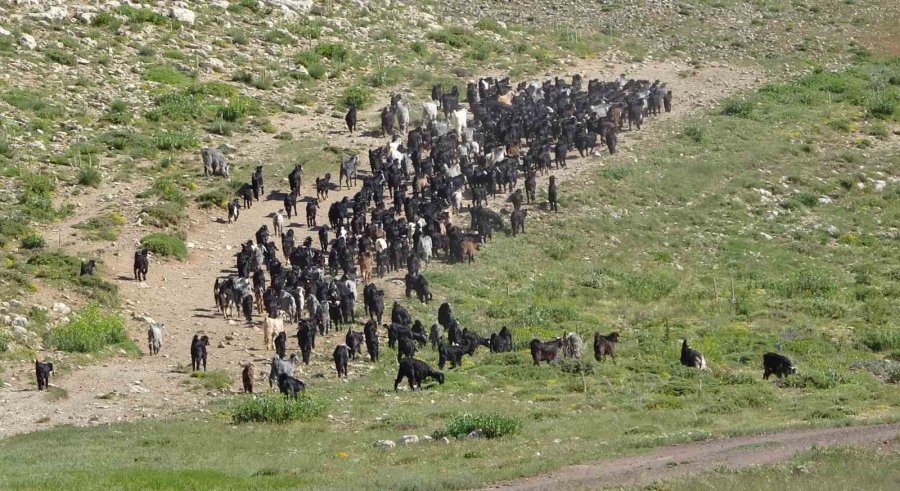 Türkiye’nin Keçi Yetiştirme Merkezi Mersin: Toroslar Yeşerdi, Yörüklerin Zorlu Mesaisi Başladı