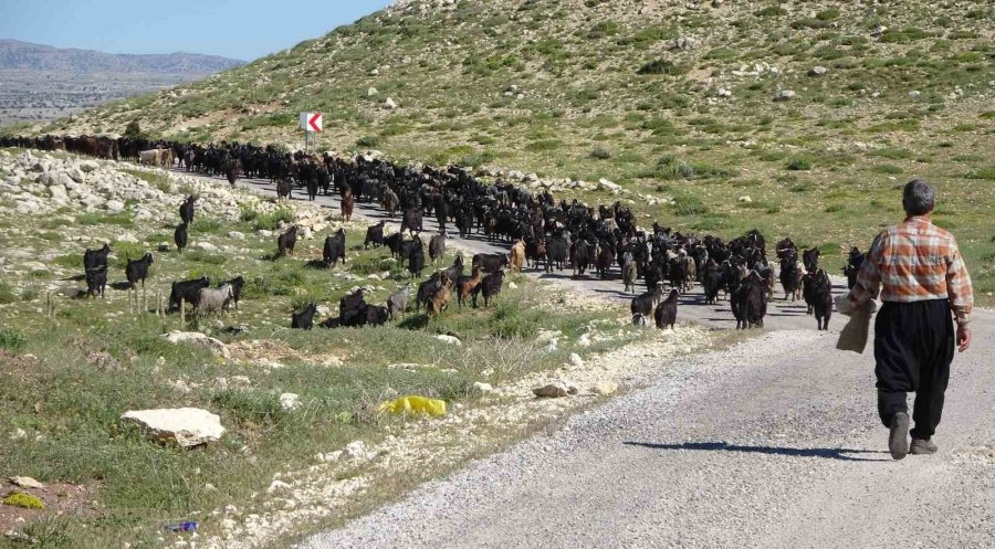 Türkiye’nin Keçi Yetiştirme Merkezi Mersin: Toroslar Yeşerdi, Yörüklerin Zorlu Mesaisi Başladı
