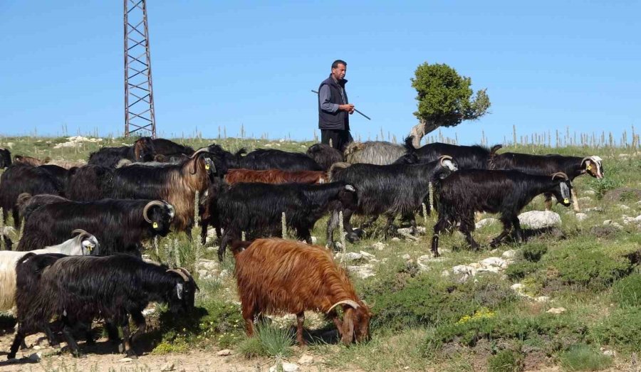 Türkiye’nin Keçi Yetiştirme Merkezi Mersin: Toroslar Yeşerdi, Yörüklerin Zorlu Mesaisi Başladı