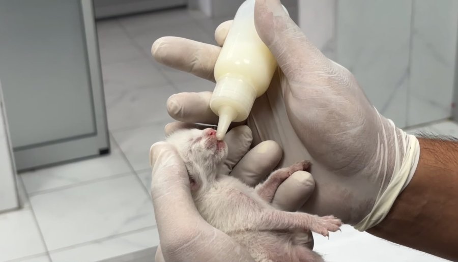 Temizlik Görevlileri Fark Etti: Çöpteki Ağzı Bağlı Poşetten 5 Yavru Kedi Çıktı