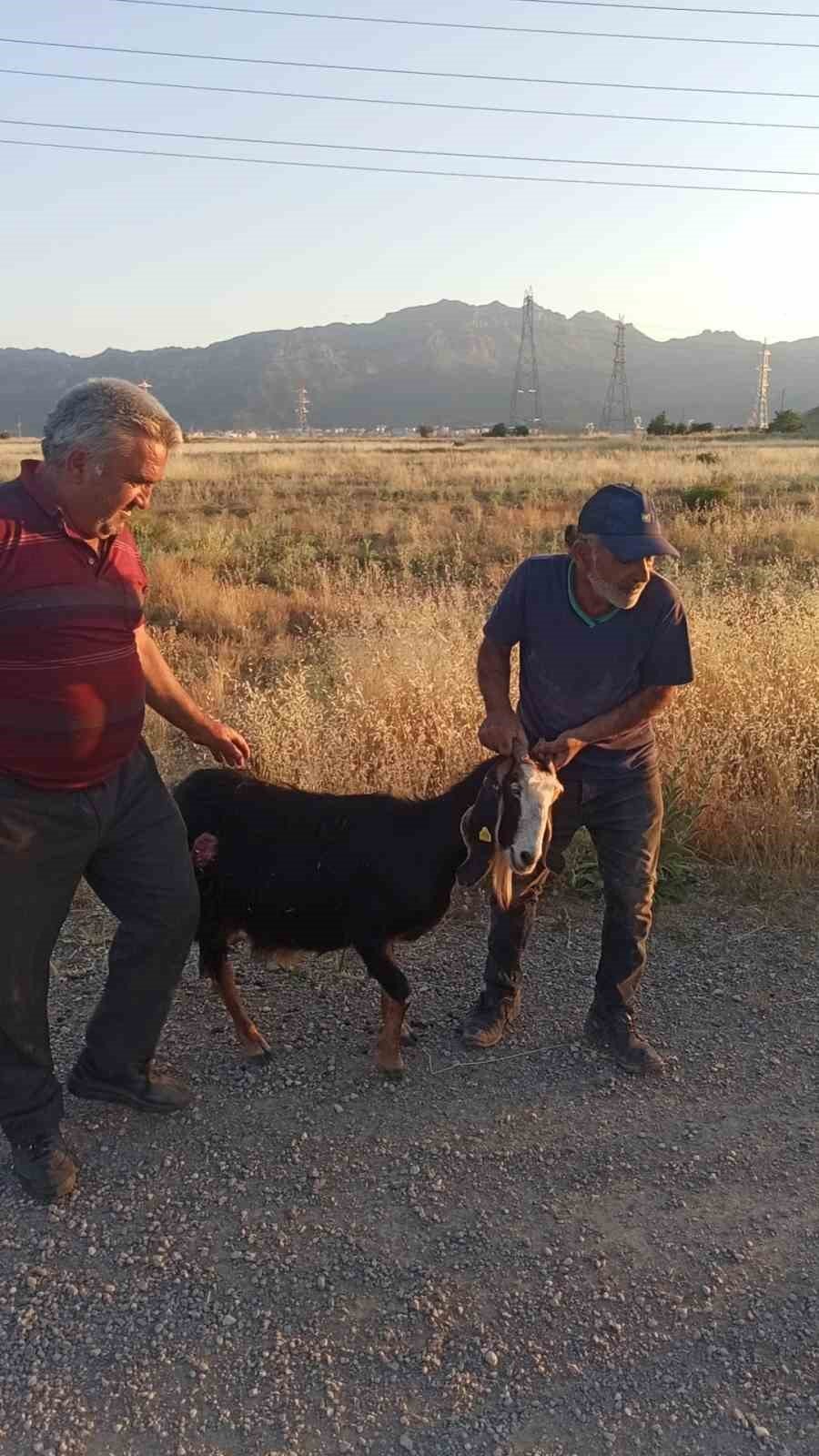 Sokak Köpekleri Sürüden Ayrılan Keçiye Saldırdı