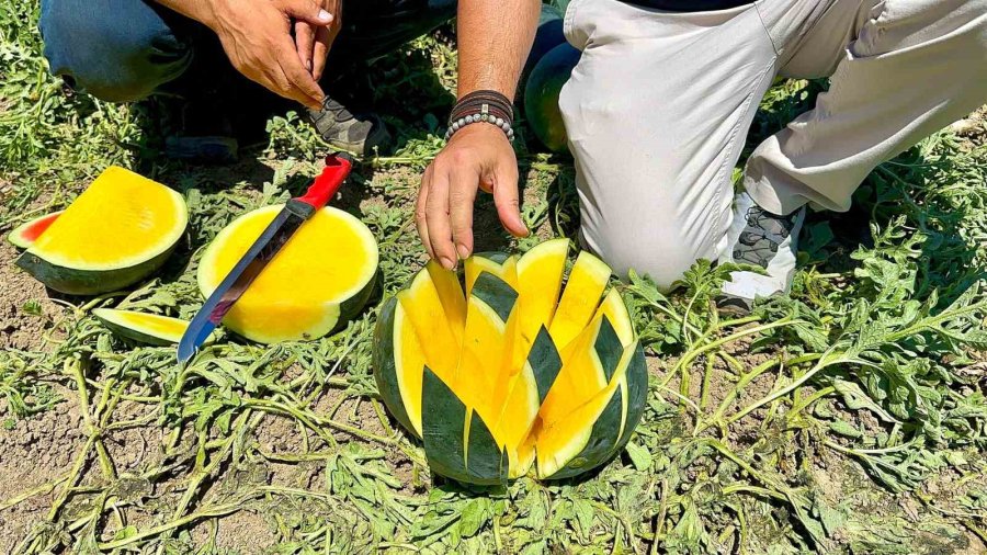 ’tropical Sunshine’ Üreticinin Yüzünü Güldürüyor
