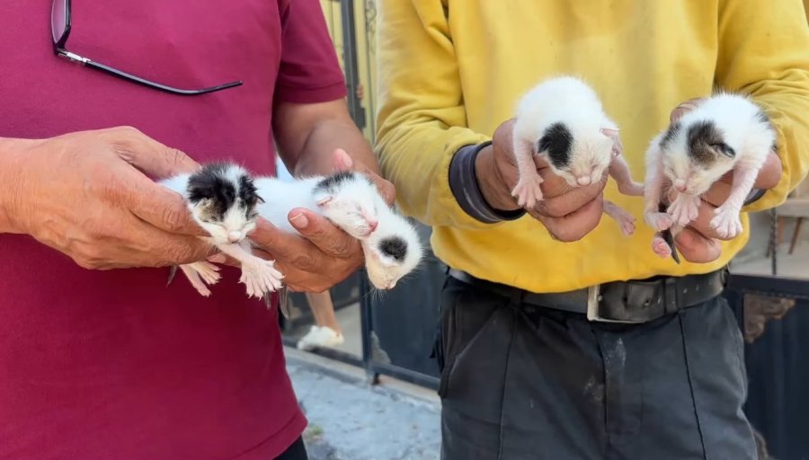Temizlik Görevlileri Fark Etti: Çöpteki Ağzı Bağlı Poşetten 5 Yavru Kedi Çıktı