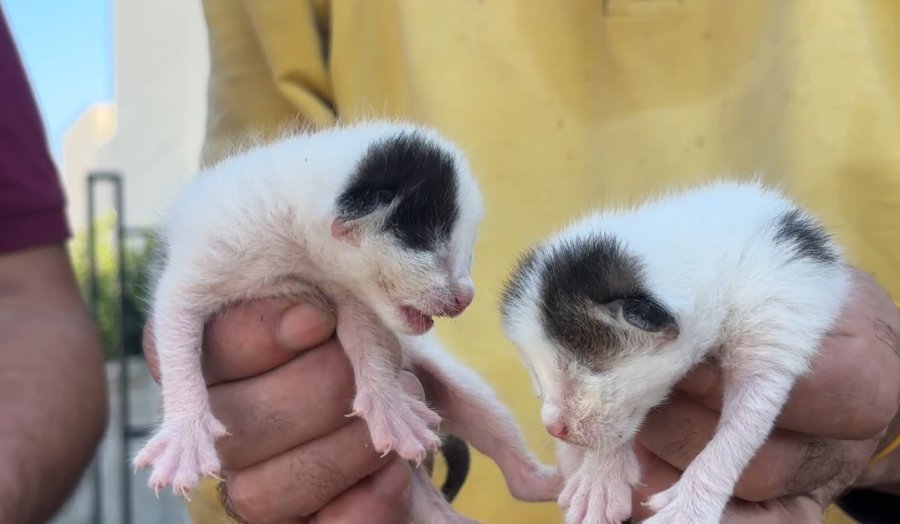 Temizlik Görevlileri Fark Etti: Çöpteki Ağzı Bağlı Poşetten 5 Yavru Kedi Çıktı