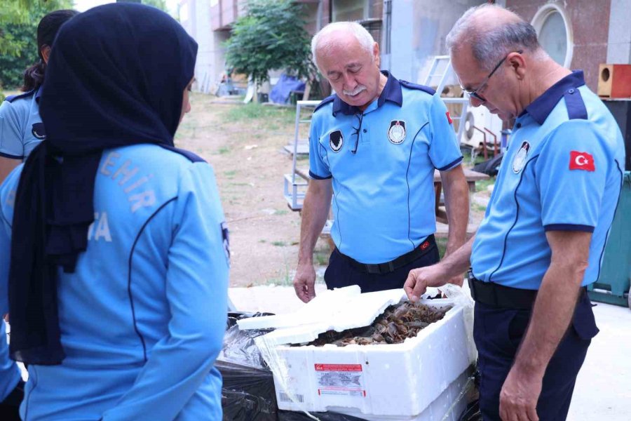 Antalya Otobüs Terminali’nde Kerevit Operasyonu: 90 Kilogram Ele Geçirildi