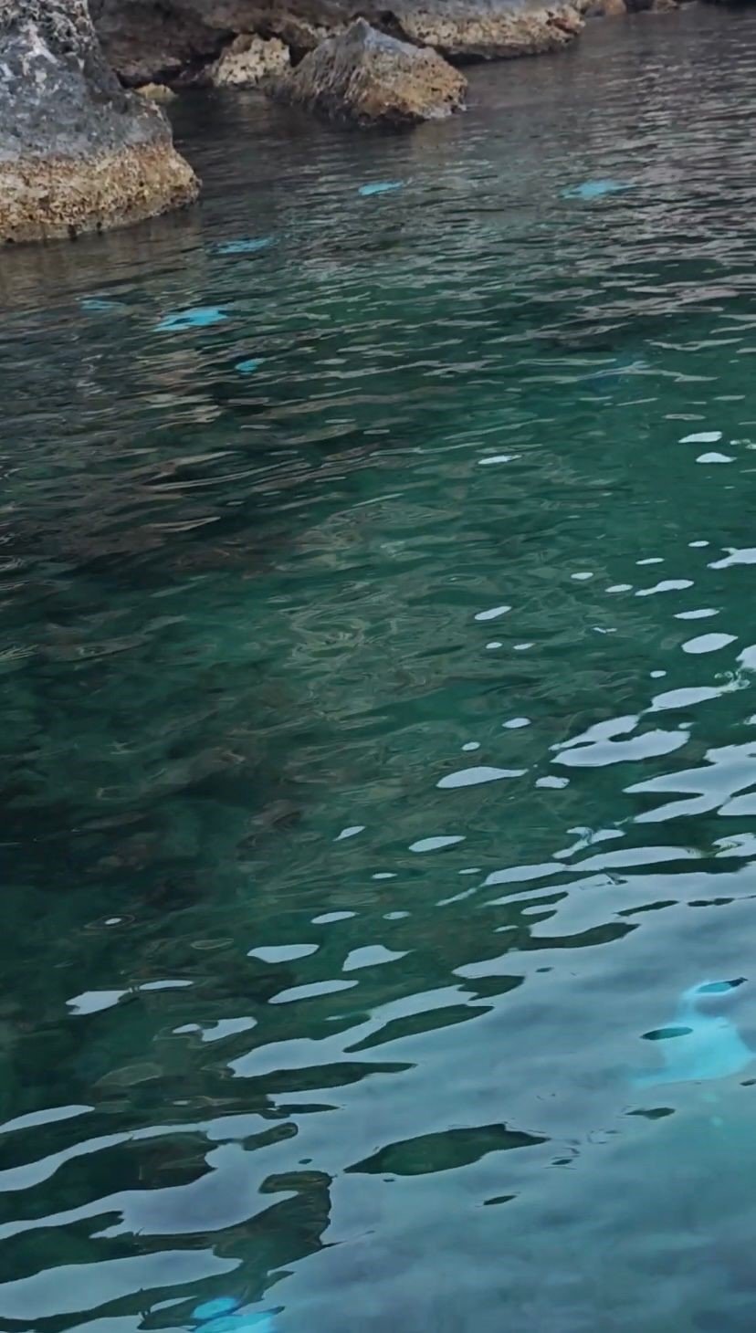 Antalya’da Deniz Dibinde Çok Sayıda Ölü Vatoz Görüntülendi