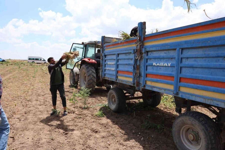 Sevdiğiyle Evlenmek İçin Tarlada Başlık Parasına Çalışıyor