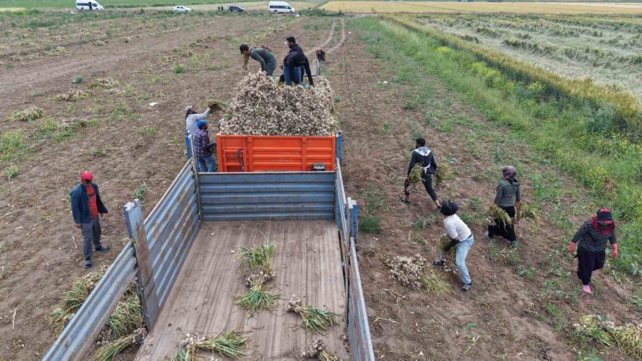 Sevdiğiyle Evlenmek İçin Tarlada Başlık Parasına Çalışıyor