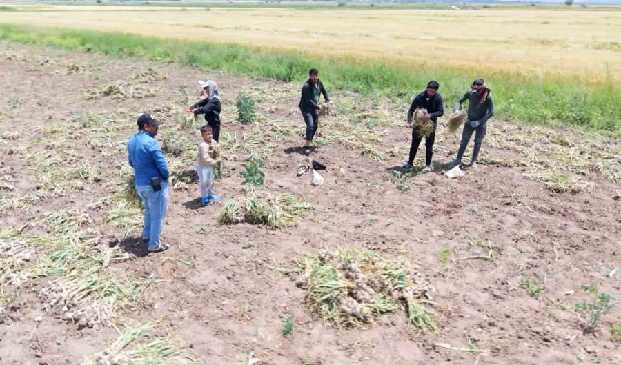 Sevdiğiyle Evlenmek İçin Tarlada Başlık Parasına Çalışıyor