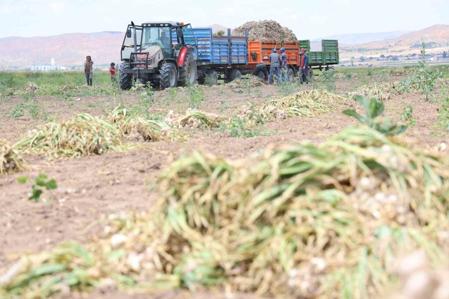 Sevdiğiyle Evlenmek İçin Tarlada Başlık Parasına Çalışıyor