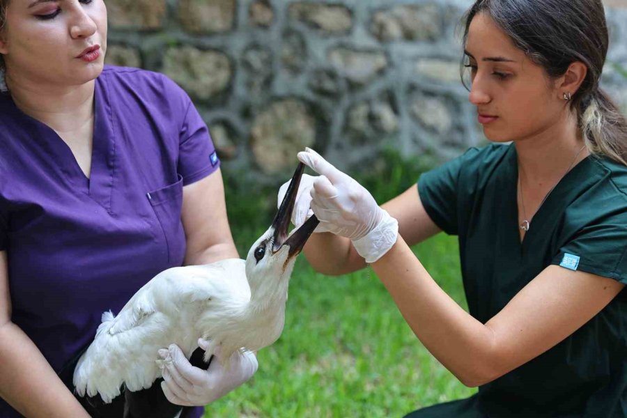Antalya Doğal Yaşam Parkı’nda Tam Donanımlı Klinik Hizmeti
