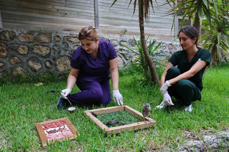 Antalya Doğal Yaşam Parkı’nda Tam Donanımlı Klinik Hizmeti