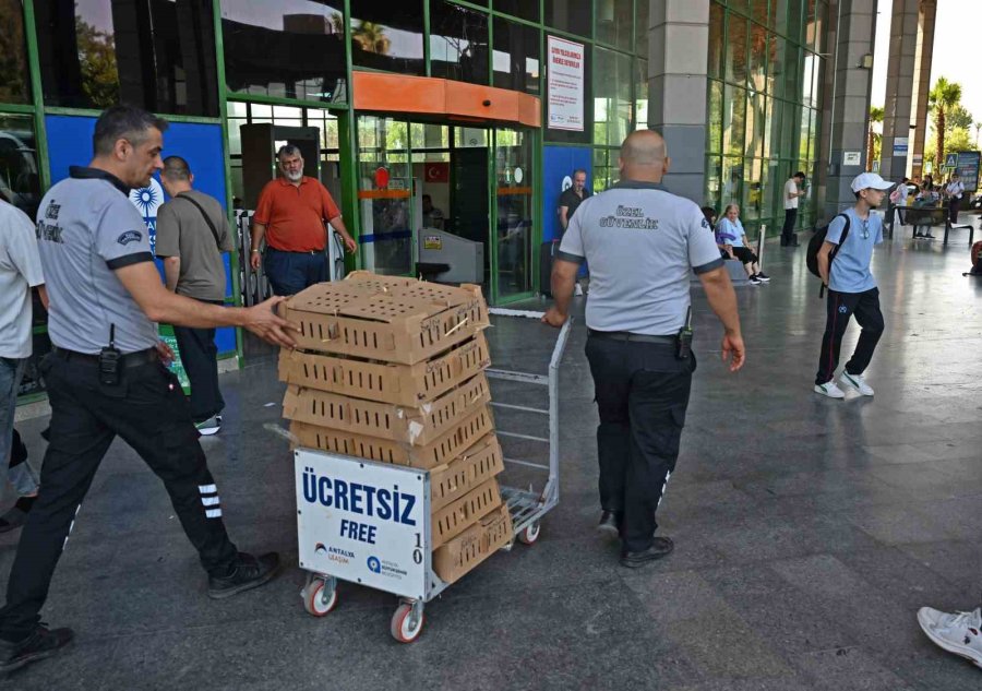 Otobüsle Bursa’dan Antalya’ya Karton Koliler İle 700 Civciv Gönderdiler