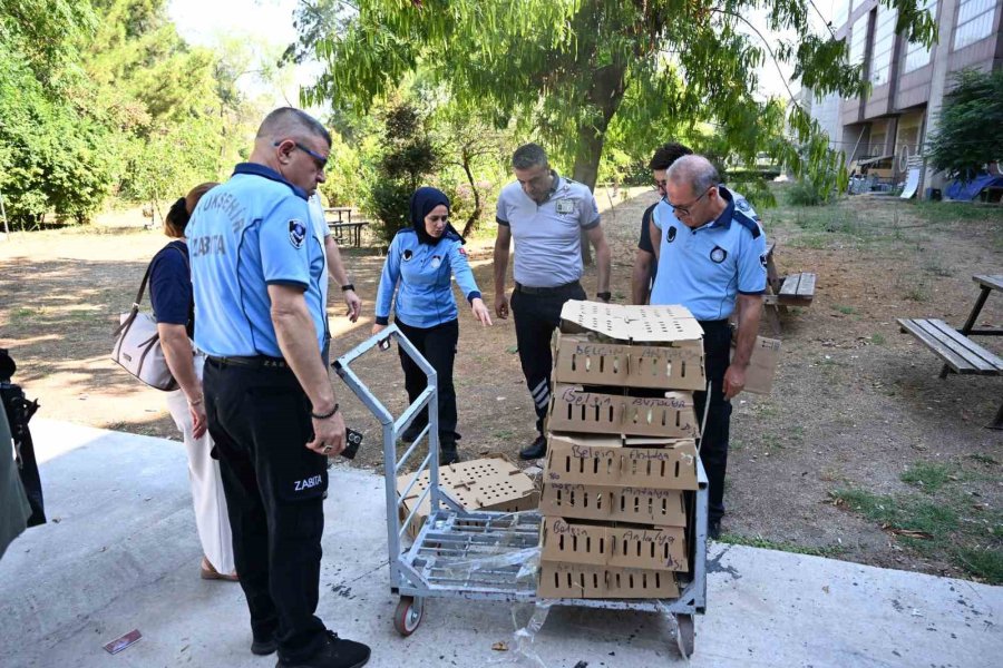 Otobüsle Bursa’dan Antalya’ya Karton Koliler İle 700 Civciv Gönderdiler