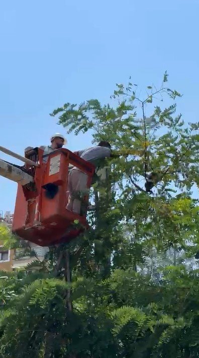 Antalya’da Ağaçtan İnemeyen Kedi Vinç Yardımıyla Kurtarıldı