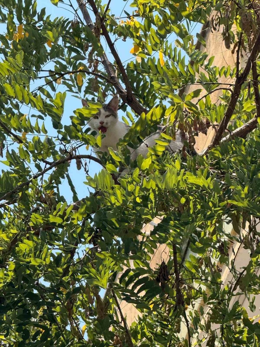 Antalya’da Ağaçtan İnemeyen Kedi Vinç Yardımıyla Kurtarıldı