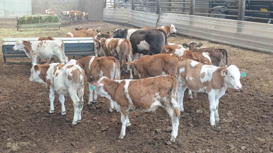 Antalya’da Besihanede Çıkan Yangında 60 Saman Balyası Kül Oldu