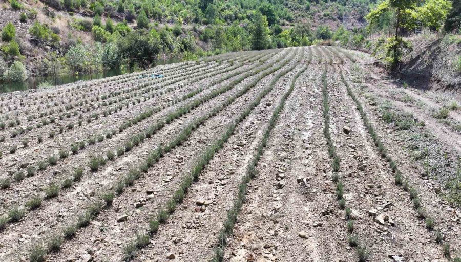 Alanya Belediyesi’nin Lavanta Bahçesinde İlk Hasat Yapıldı