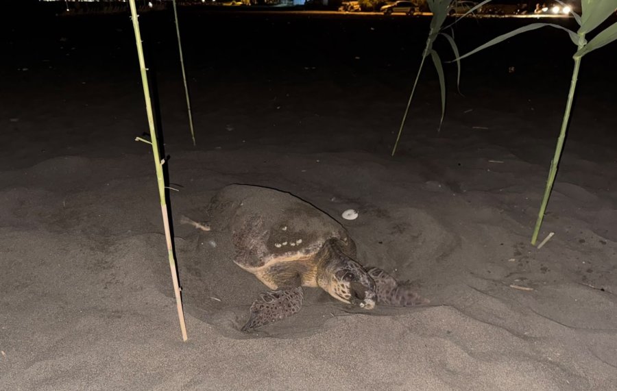 Caretta Carettayı Yuva Yaparken Gören Gençler, Duyarlılık Gösterdi Önlem Aldı