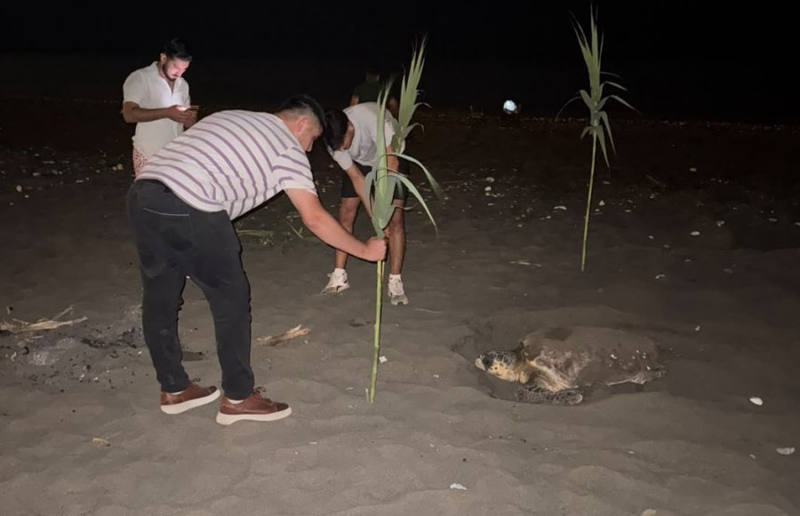 Caretta Carettayı Yuva Yaparken Gören Gençler, Duyarlılık Gösterdi Önlem Aldı