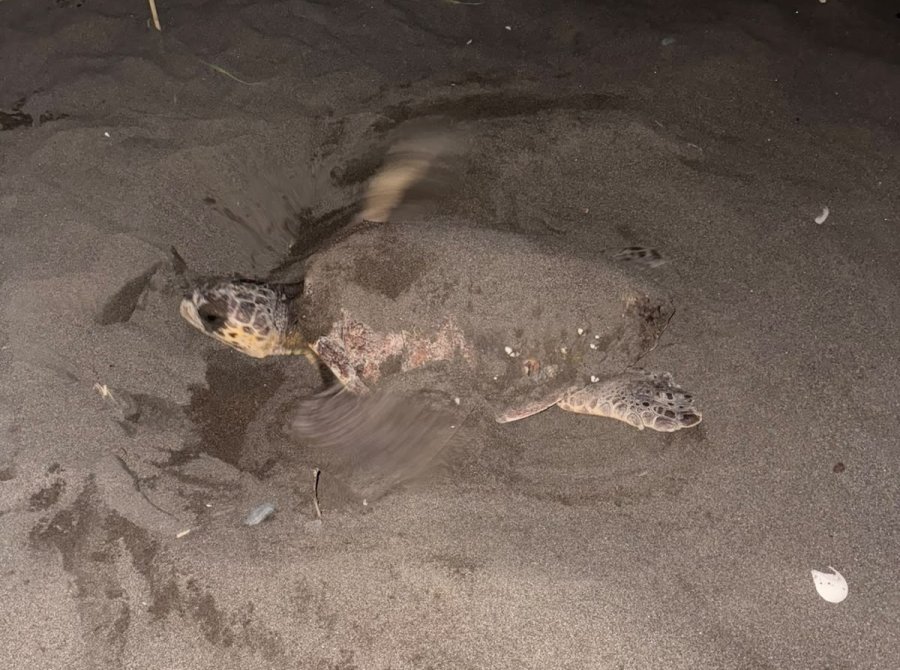 Caretta Carettayı Yuva Yaparken Gören Gençler, Duyarlılık Gösterdi Önlem Aldı