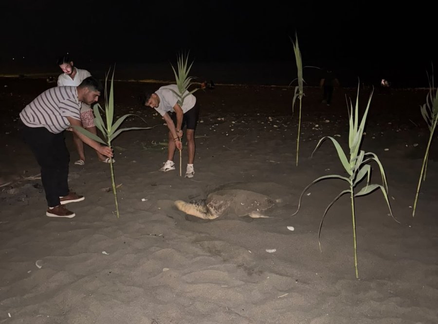 Caretta Carettayı Yuva Yaparken Gören Gençler, Duyarlılık Gösterdi Önlem Aldı