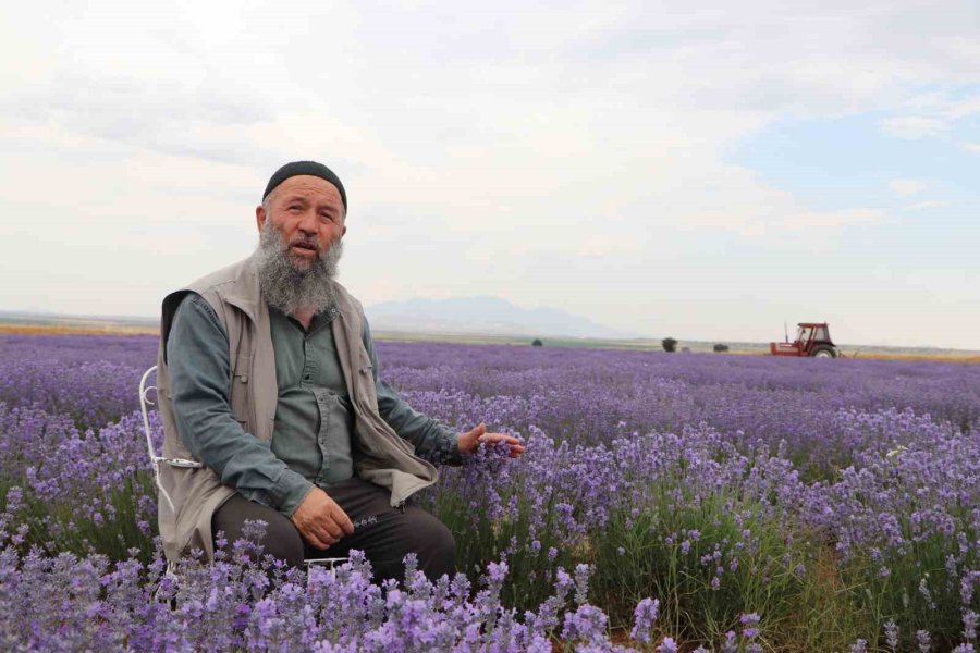 Konya’da Görsel Şölen Sunan Lavanta Tarlası Ziyaretçilerini Ağırlıyor