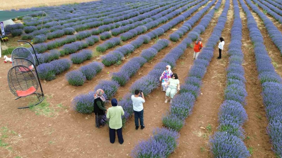 Konya’da Görsel Şölen Sunan Lavanta Tarlası Ziyaretçilerini Ağırlıyor