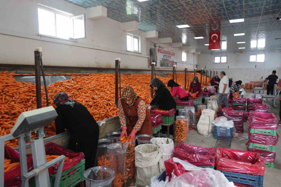 Havuç Üretiminin Yüzde 67’si Konya’dan