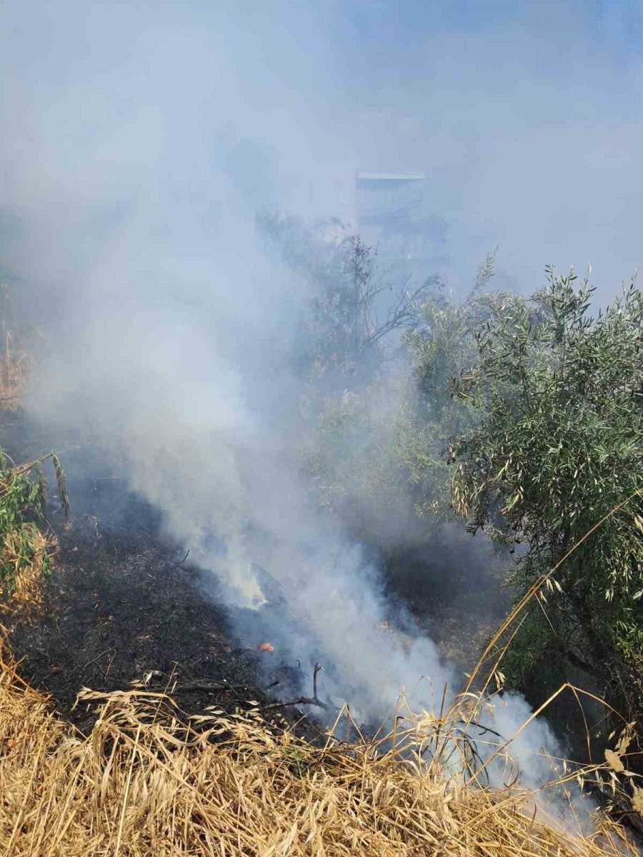 Alanya’da Avokado Bahçelerinin Bulunduğu Zirai Alanda Yangın