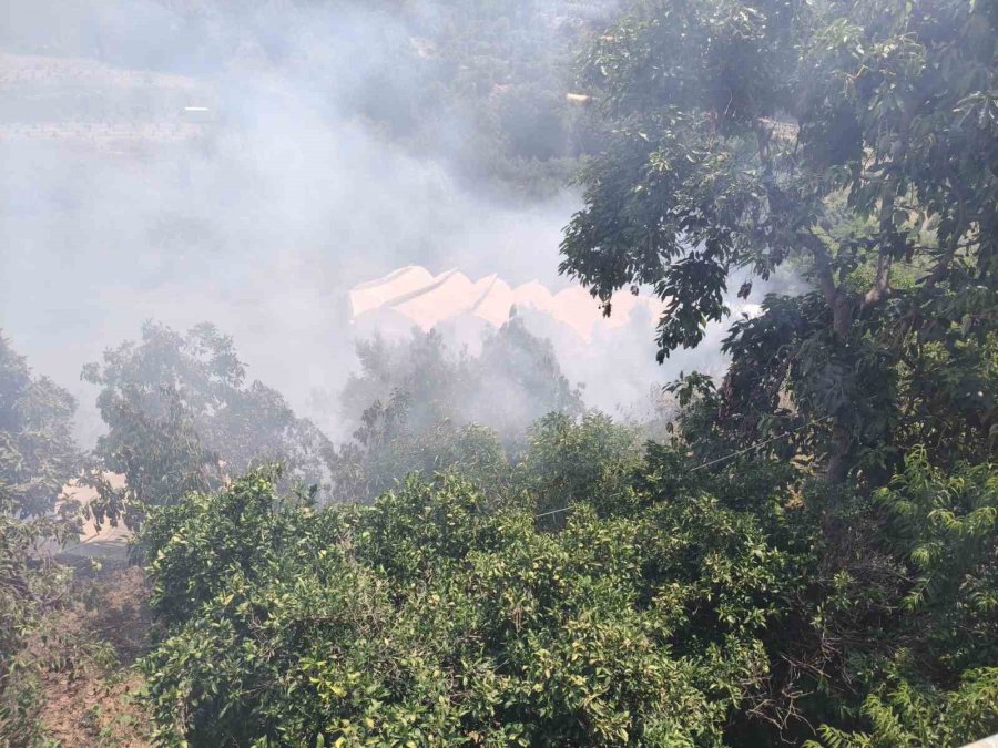Alanya’da Avokado Bahçelerinin Bulunduğu Zirai Alanda Yangın