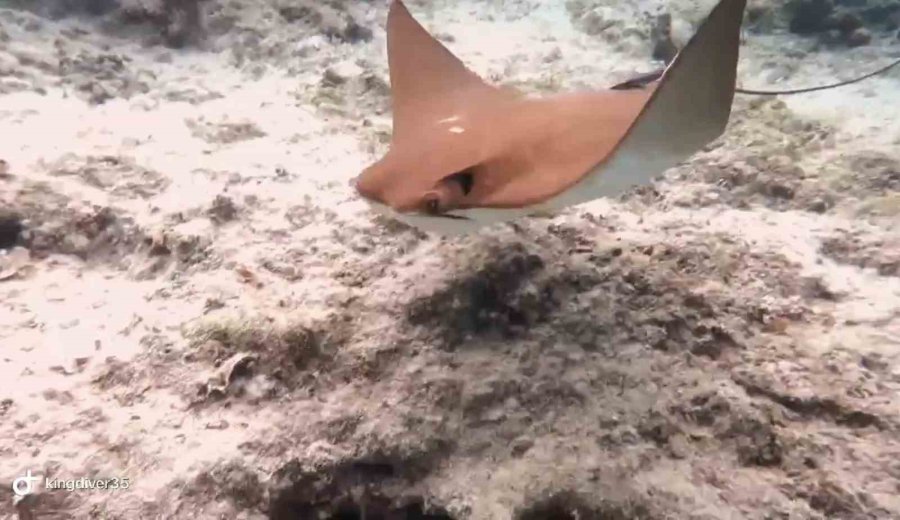 Atlantik Kökenli İnek Burunlu Vatoz Akdeniz’de İlk Kez Görüntülendi
