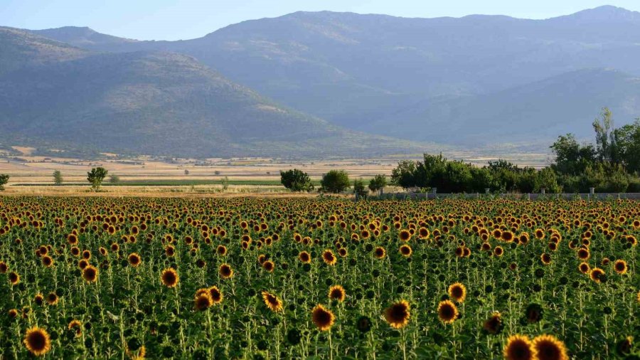 Tarlaların Sarı Gelinliği Ayçiçekleri