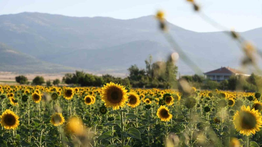 Tarlaların Sarı Gelinliği Ayçiçekleri