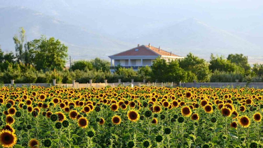 Tarlaların Sarı Gelinliği Ayçiçekleri