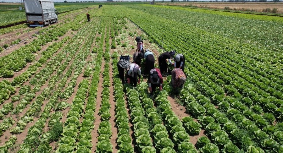 Konya’da Marul Bolluğu Fiyatları Düşürdü