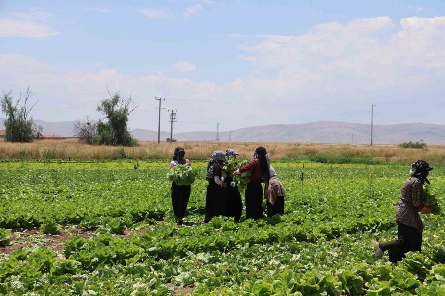 Konya’da Marul Bolluğu Fiyatları Düşürdü