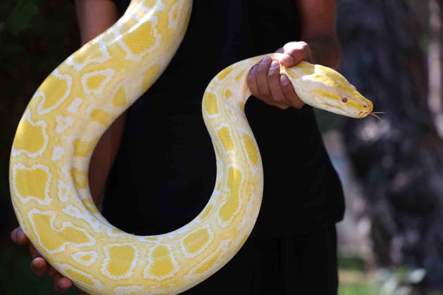 Antalya Doğal Yaşam Parkı’nda 5 Farklı Türe Ait 28 Yılan İlgi Odağı Oldu