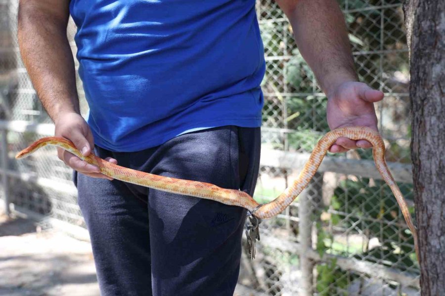 Antalya Doğal Yaşam Parkı’nda 5 Farklı Türe Ait 28 Yılan İlgi Odağı Oldu