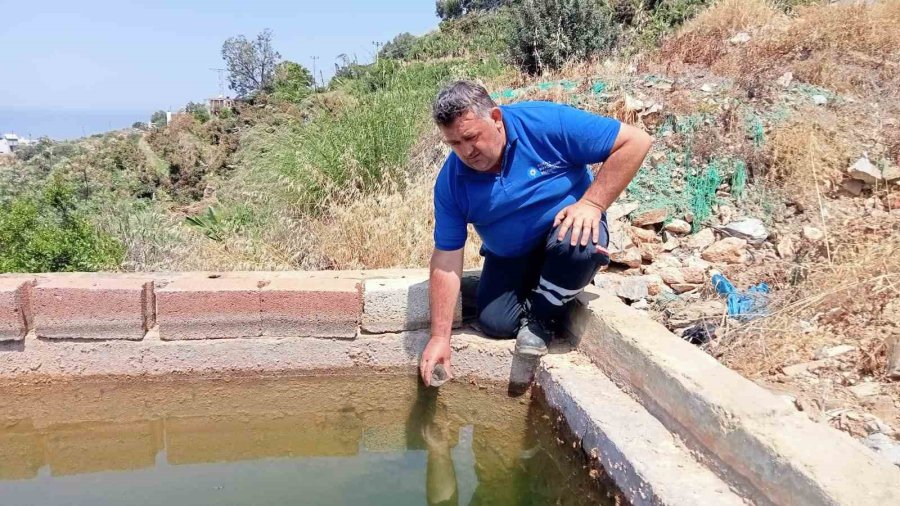 Antalya’da Vektörel Mücadele Kültürel, Fiziksel, Biyolojik Ve Kimyasal Olarak Gerçekleştiriliyor